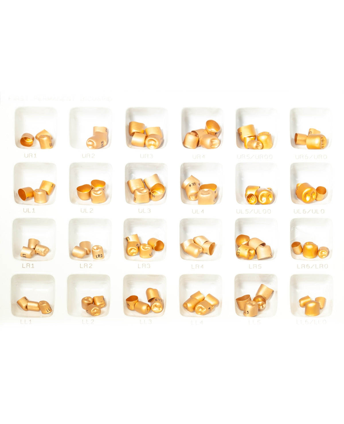 GoldTemp Crown 1st Perm Molar (DSC)